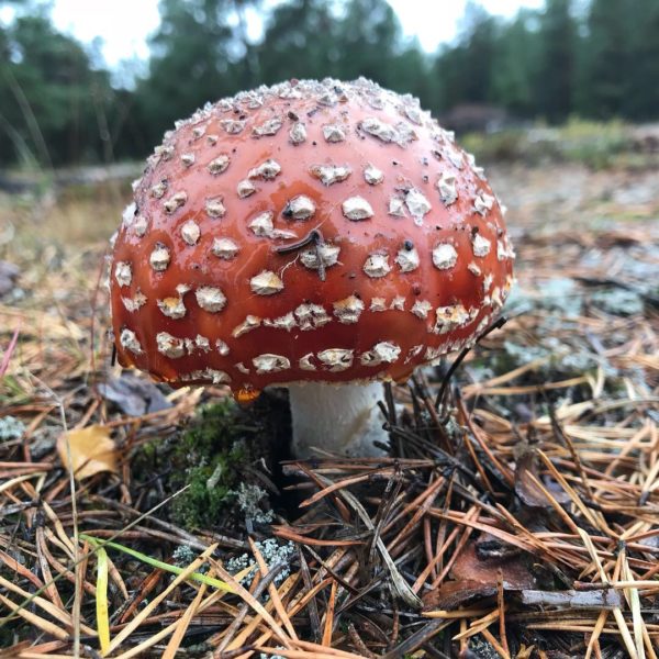 Kokkola 2018 mushroom